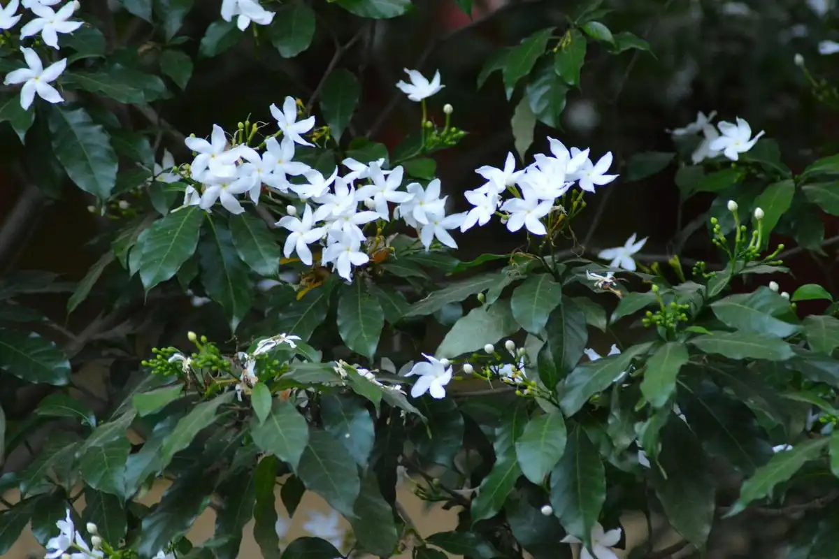 Kesän kauneutta terassille: Parhaat kuumuutta kestävät kasvit