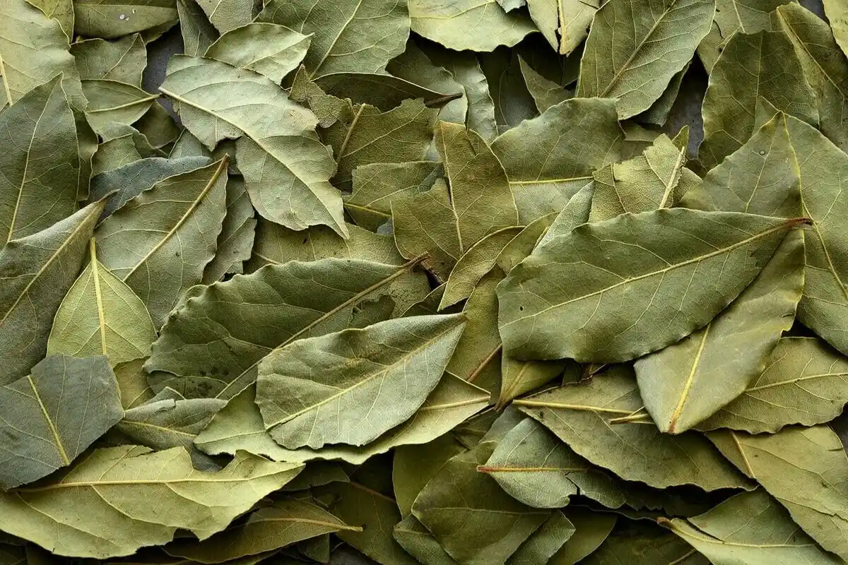 Laakerinlehti jääkaapissa – luonnollinen raikastaja kotiin!