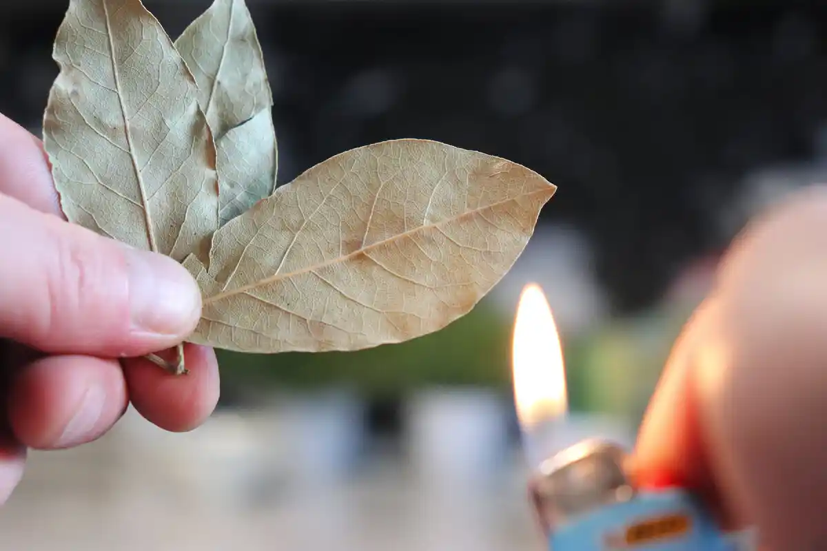 Kuinka monta laakerinlehteä sinun tulisi polttaa kotona houkutellaksesi rahaa ja runsautta?