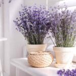 Missä laventeli tulisi sijoittaa karkottamaan huonoja energioita Feng Shuin mukaan?
