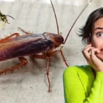 Mitä liiallinen pelko torakoita tai ampiaisia kohtaan kertoo persoonallisuudestasi psykologian mukaan