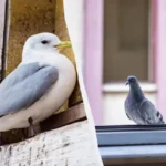 Mitä tarkoittaa, kun lintu törmää ikkunaan: Hyviä ja huonoja enteitä