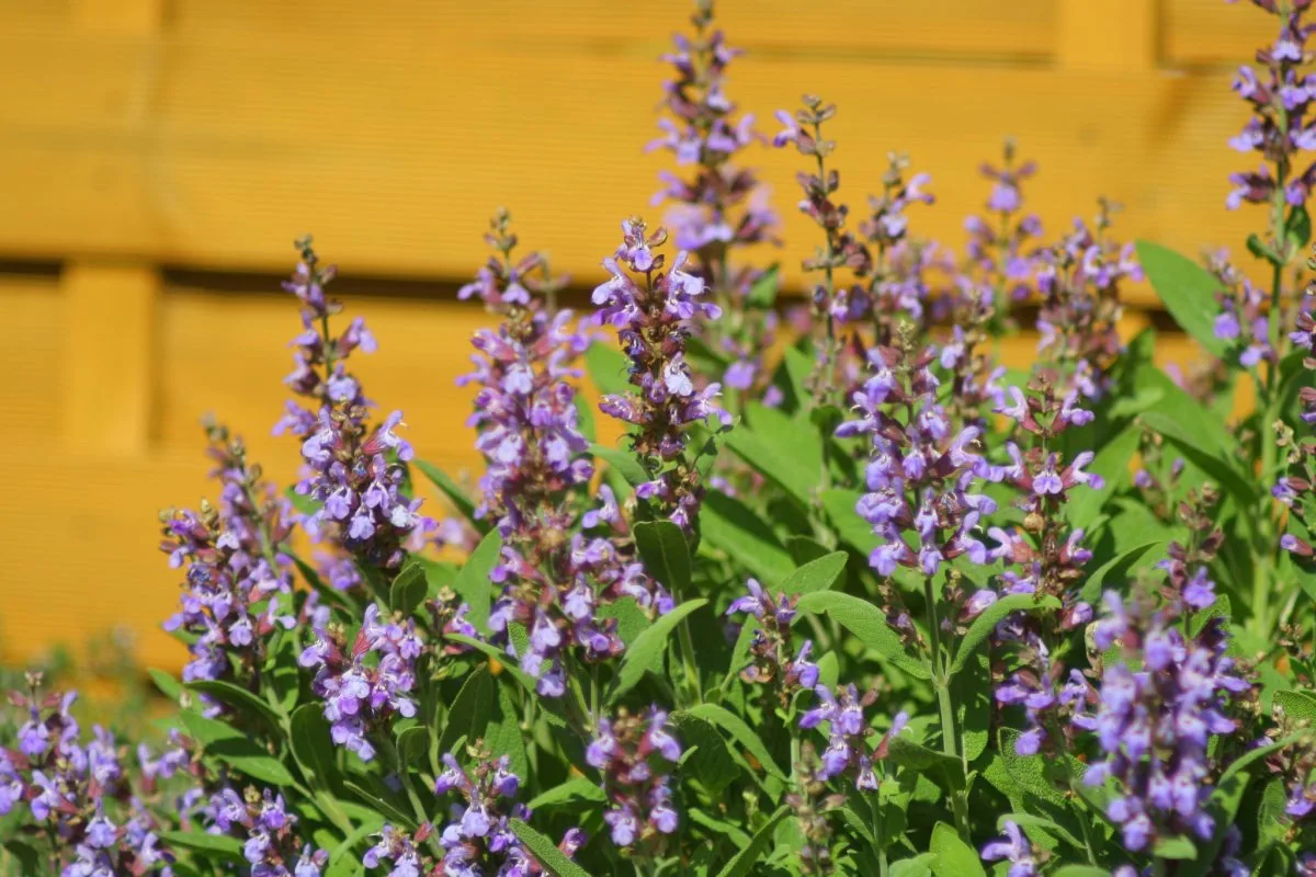 Luonnollinen hiusväri harmaiden peittämiseen: 2 aromaattista kasvia tummanruskean sävyn vahvistamiseen yhdessä päivässä