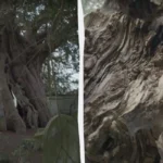 Maailman myrkyllisin puu: 50 grammaa sen lehtiä voi tappaa ihmisen