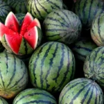 Kuinka valita makea ja mehukas vesimeloni: 5 ammattilaisen vinkkiä