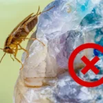 Välttämätön kesäkikka: Puhdista tämä kodinkone torakoiden estämiseksi