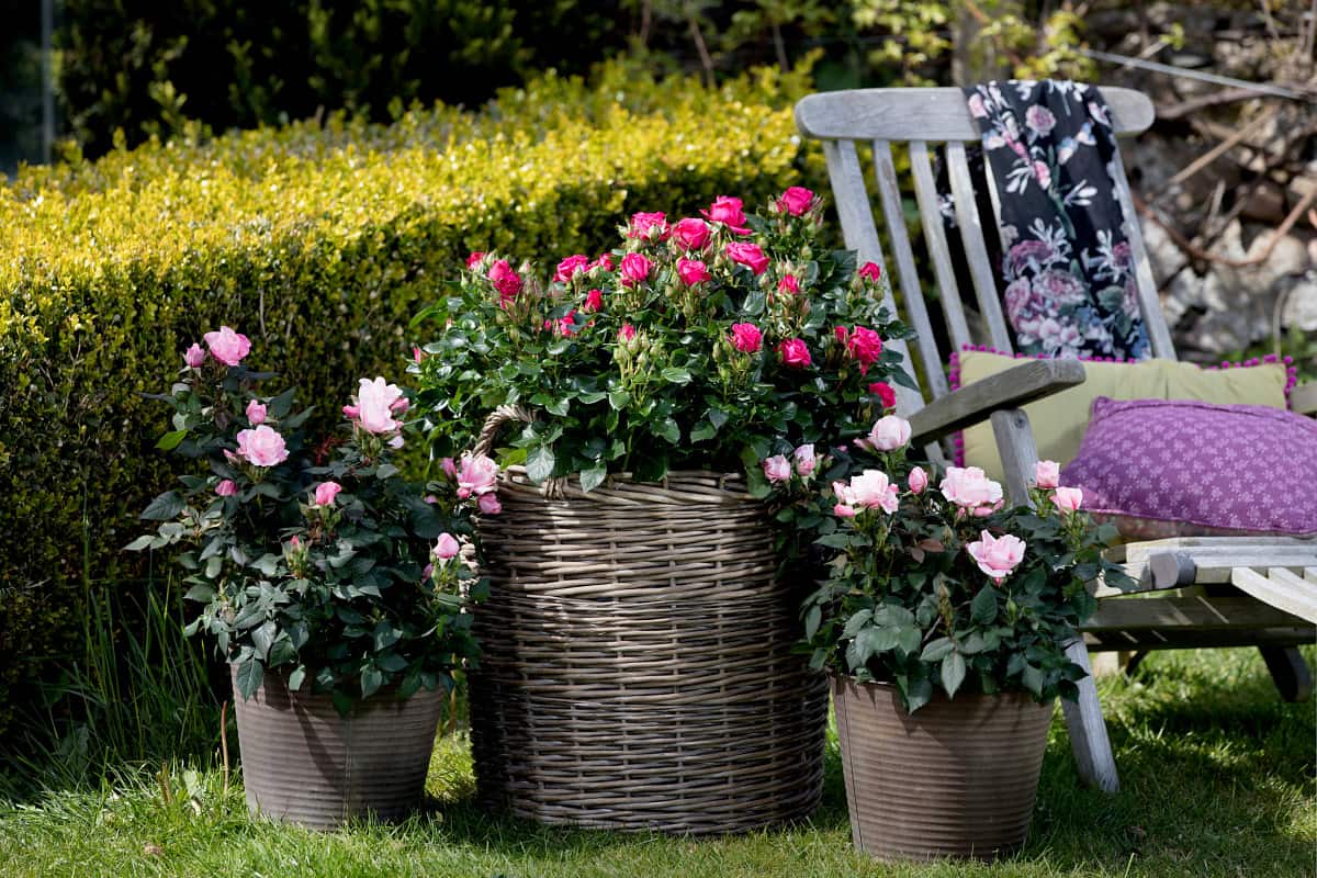 Miniruusut – täydellinen valinta terassin kaunistamiseen