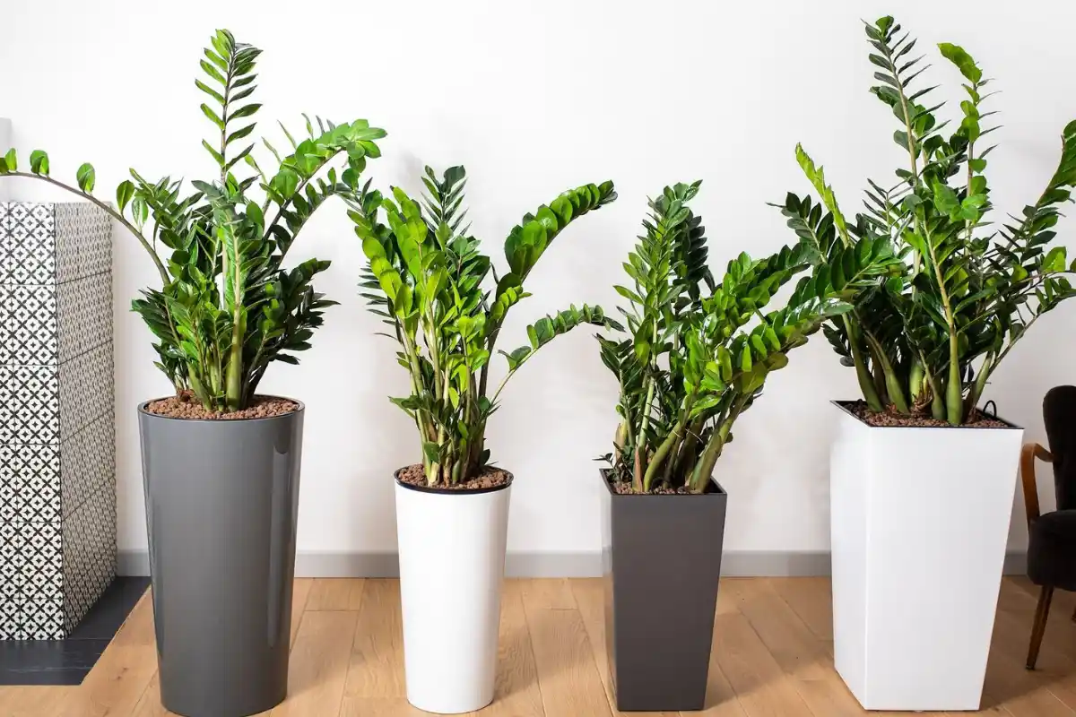 Kalsium kasveille munankeitinvedestä – luonnollinen aarre!