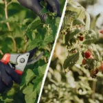 Vadelmapensaiden leikkaaminen: Näin saat runsaan sadon