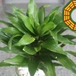 Mitä tarkoittaa, kun onnenbambu kukkii Feng Shuin mukaan