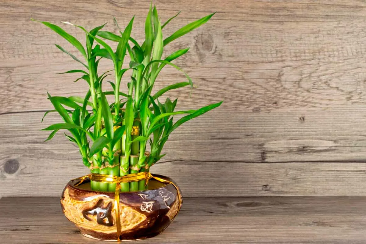 Mitä tarkoittaa, kun onnenbambu kukkii Feng Shuin mukaan