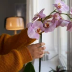 Kuinka saada orkideat kukkimaan säännöllisesti: Yksinkertainen lannoite keittiöstäsi