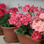 Miksi pelargoniat eivät kuki: 5 virhettä, jotka estävät nuppujen avautumisen