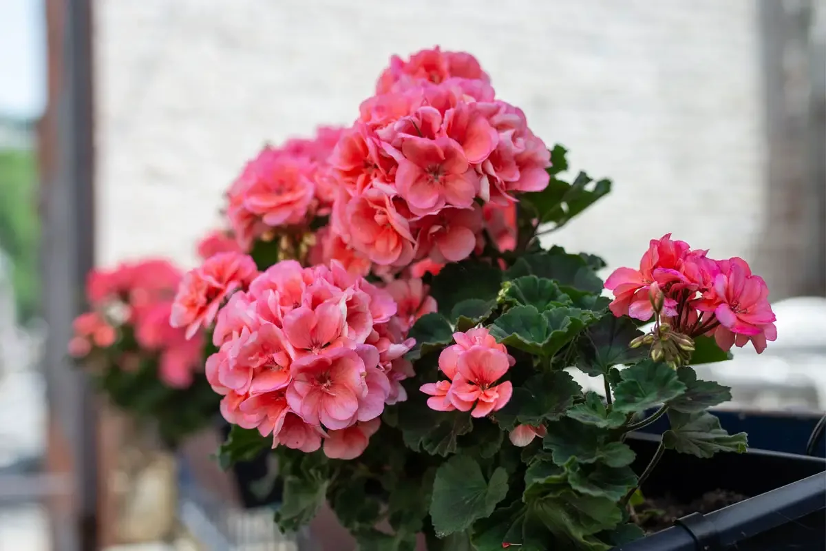 Miksi pelargoniat eivät kuki: 5 virhettä, jotka estävät nuppujen avautumisen