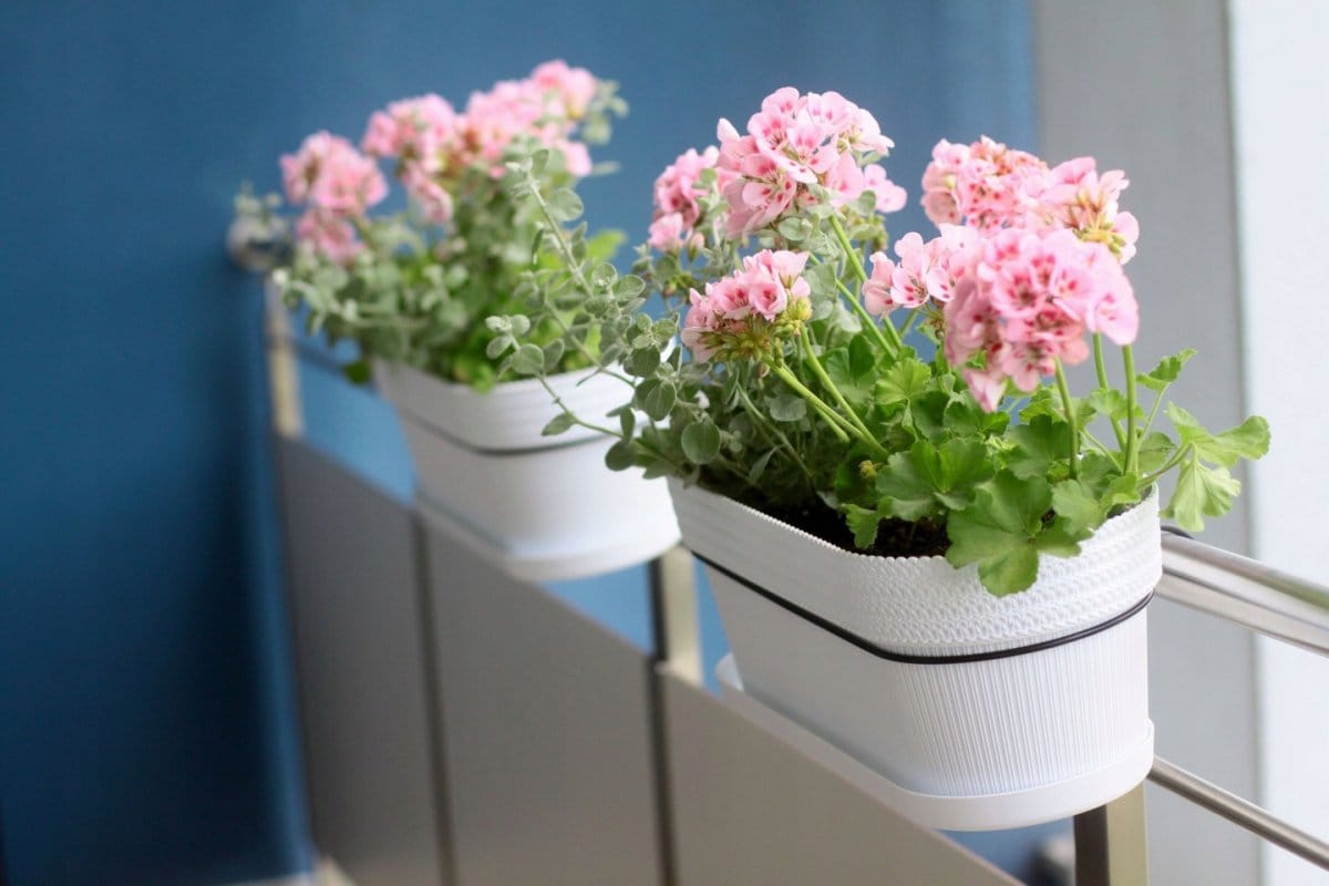 Miksi pelargoniat eivät kuki: 5 virhettä, jotka estävät nuppujen avautumisen