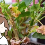 Kuinka elvyttää pelargonin kuivat lehdet – palauta kasvin loisto!