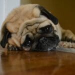 Mitä tehdä, jos koirasi itkee jäädessään yksin: Asiantuntijan vinkit koirien käyttäytymiseen