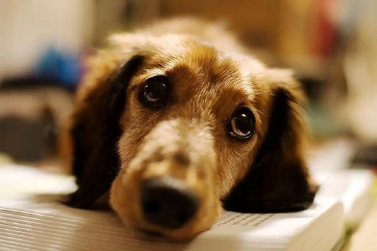 Mitä tehdä, jos koirasi itkee jäädessään yksin: Asiantuntijan vinkit koirien käyttäytymiseen