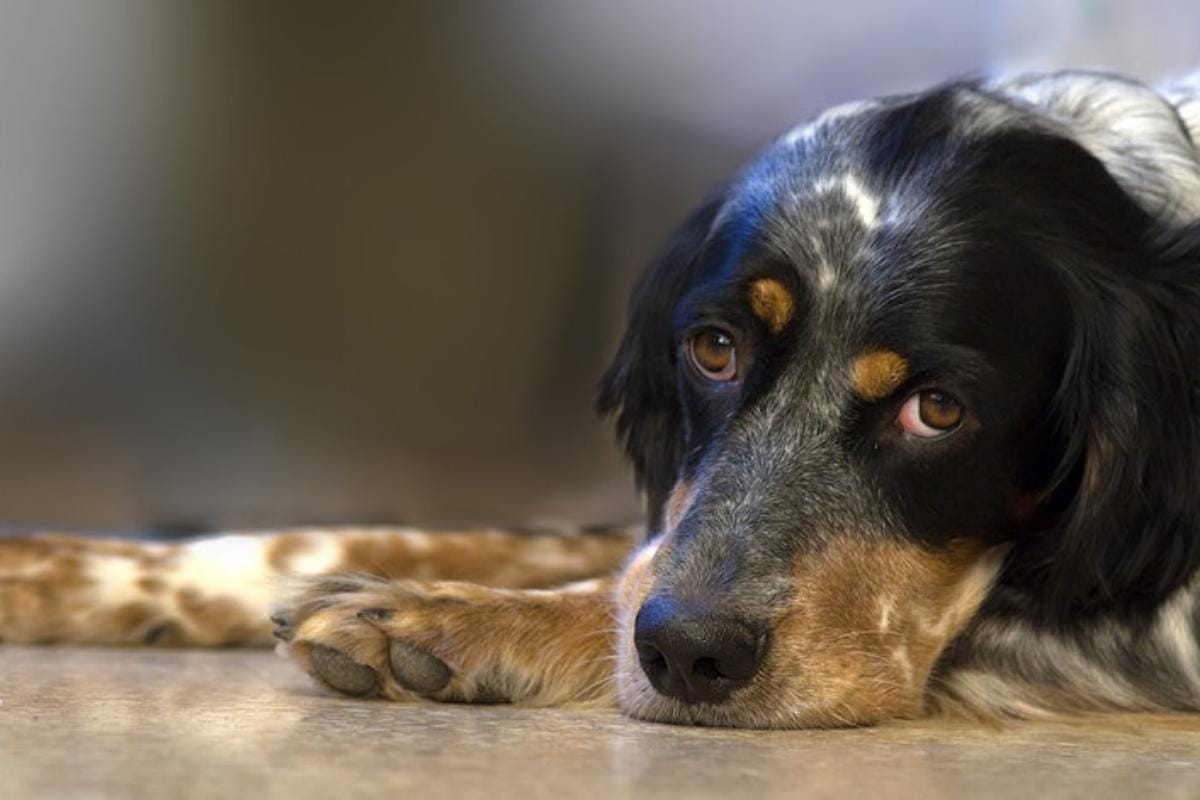 Mitä tehdä, jos koirasi itkee jäädessään yksin: Asiantuntijan vinkit koirien käyttäytymiseen