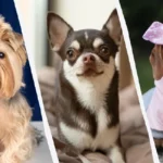 Pienet koirarodut, jotka elävät pisimpään: Jotkut jopa 20 vuotta!