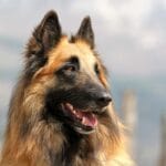 Koirat, jotka elävät pitkään: 10 suurta rotua, jotka pysyvät nuorekkaina