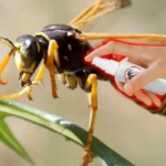 Poista ampiaispesä kotoasi tehokkaalla sumuttimella, joka toimii minuuteissa