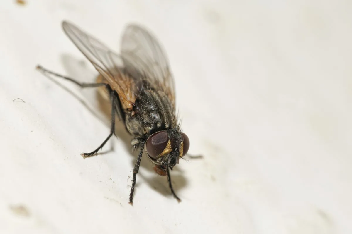 Poista kärpäset kodistasi yhdellä keittiöstä löytyvällä aromaattisella kasvilla kesällä 2025