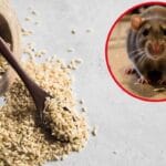 Suojaa nämä siemenet hyvin: rotat rakastavat niitä ja voivat ilmestyä kotiisi