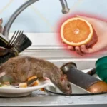 Kuinka poistaa rottia kotoa yhdellä keittiön ainesosalla: Greippi pitää tuholaiset loitolla