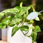 Mitä tapahtuu kasveillesi, kun lisäät 2 ruokalusikallista ruokasoodaa multaan