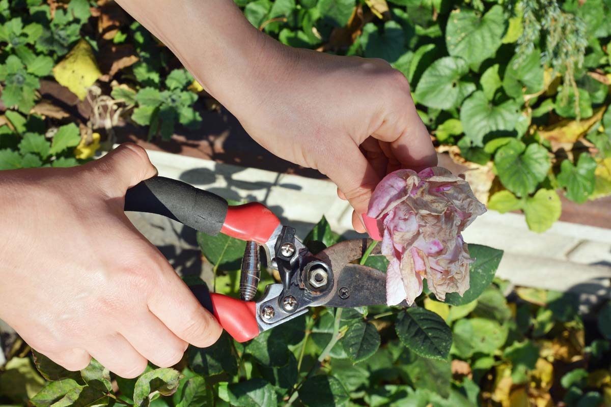 Milloin ruusuja tulisi karsia: Puutarhurin vinkit oikeaan ajoitukseen kesällä 2025