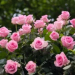 Ruusupensaat kukkimaan kesällä – puutarhureiden nerokas kikka!