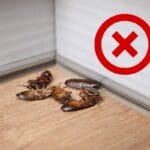 Sano hyvästit torakoille: Kotitekoinen kikka keittiön puhdistamiseen