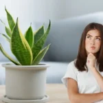 Mikä on paras kuukausi antaa Sansevieria-kasvi lahjaksi asiantuntijoiden mukaan?