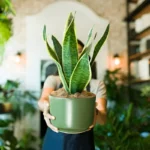 Kuinka puhdistaa sansevieria oikein, jotta se pysyy vihreänä ympäri vuoden