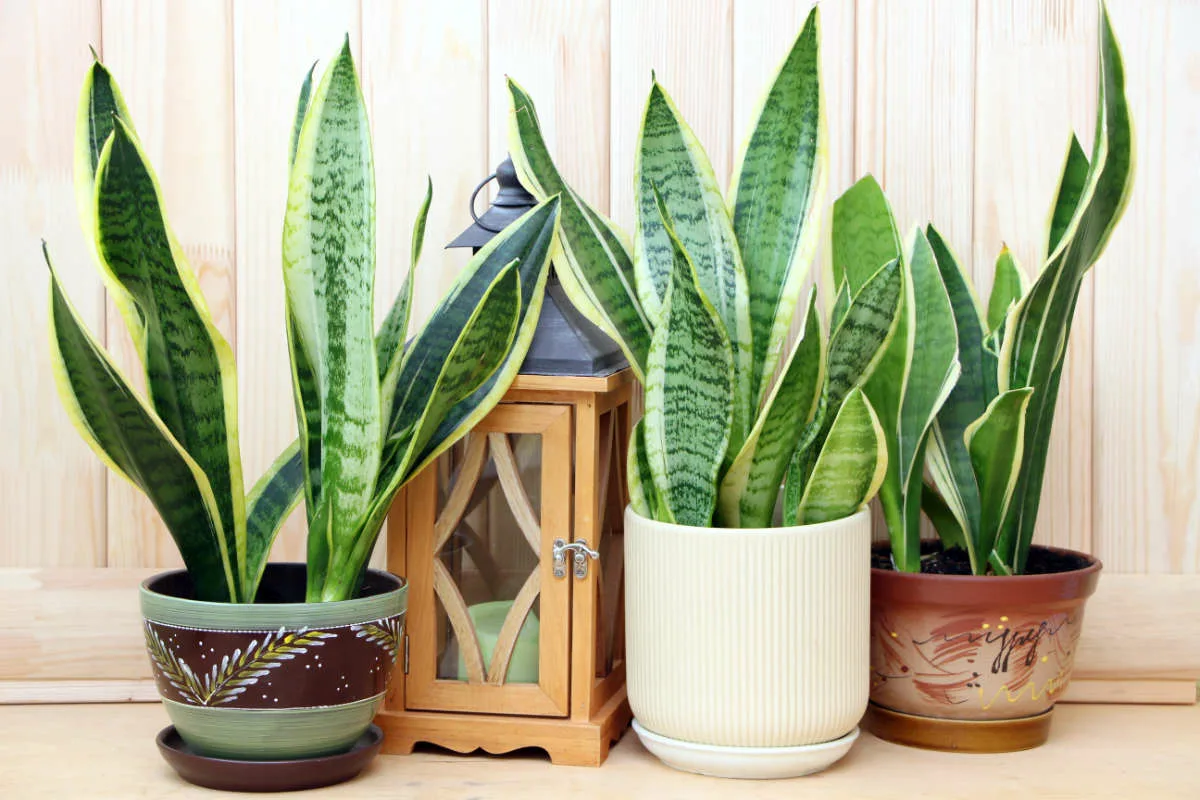 Kuinka puhdistaa sansevieria oikein, jotta se pysyy vihreänä ympäri vuoden