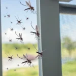 Parempi kuin laventeli: Kasvi, joka karkottaa hyttysiä ja tuoksuu ilman erityishoitoa