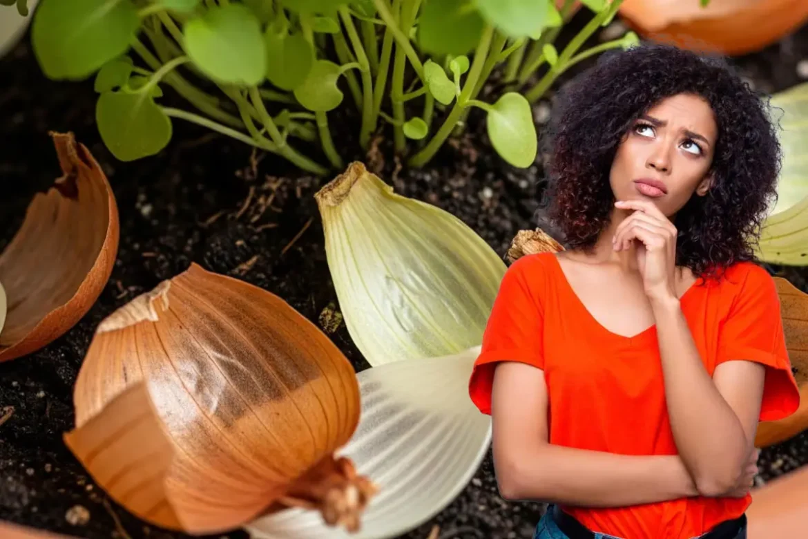 Ei vain koristeeksi: Miksi sipulinkuoria suositellaan lisäämään kasvien multaan