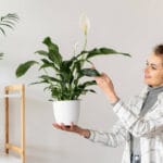 Epätavallinen mutta yksinkertainen keino pelastaa spathiphyllum sairastumiselta ja pölyltä