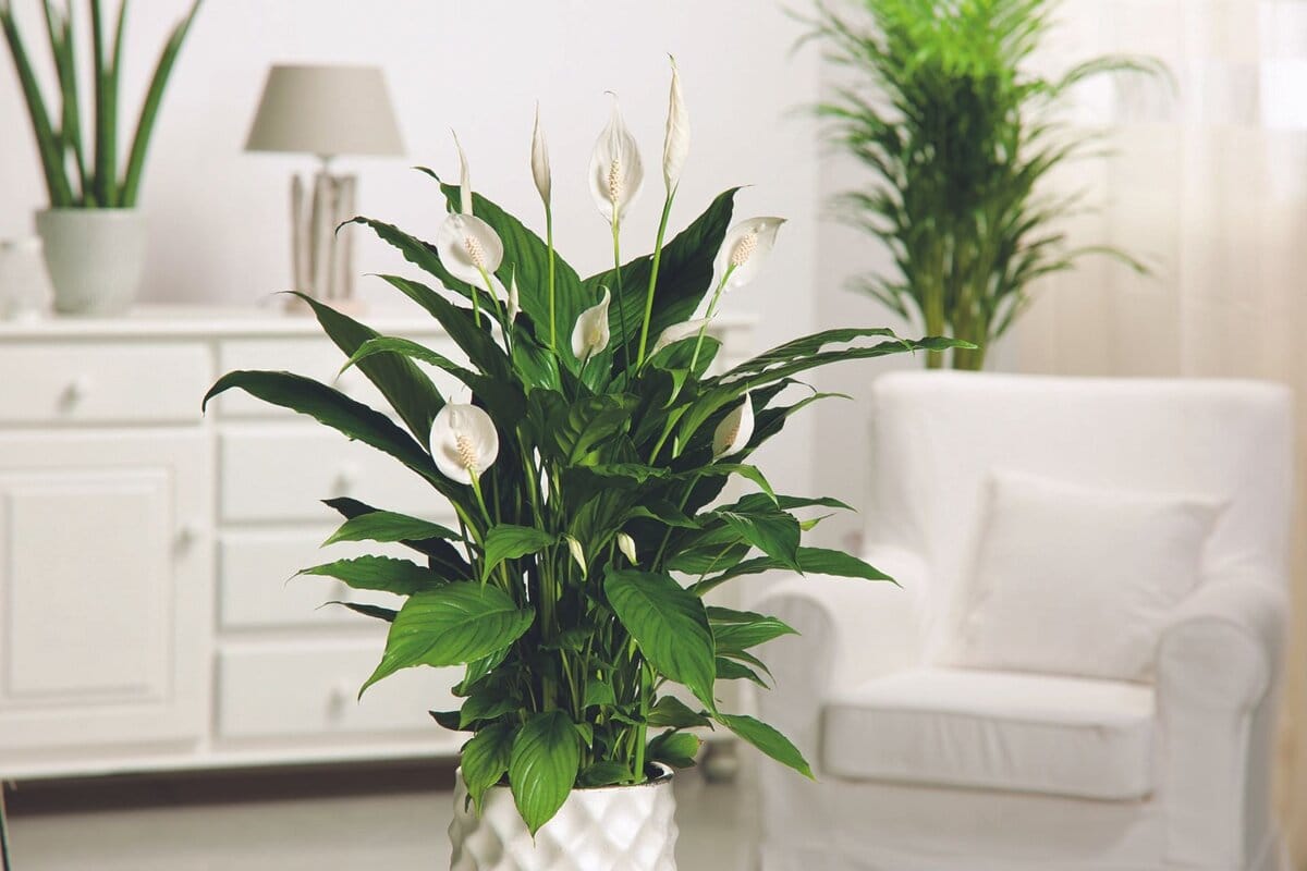 Epätavallinen mutta yksinkertainen keino pelastaa spathiphyllum sairastumiselta ja pölyltä