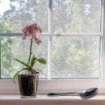 Asiantuntijat kehottavat sulkemaan ikkunat kesällä nukkumisen ajaksi – ja tässä on syy