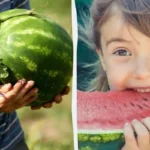 Kuinka valita täydellinen vesimeloni: 10 vinkkiä, jotka tekevät sinusta asiantuntijan