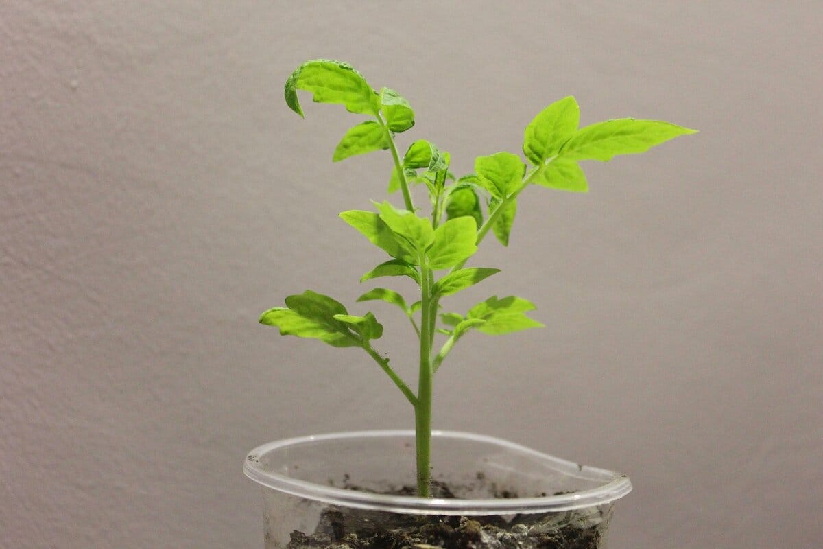 Tomaatin siementen idätys ruukussa: Kuinka se tehdään ja milloin on paras aika?