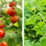 Miksi tomaatit nuutuvat? Viisi yleisintä syytä ja ratkaisut