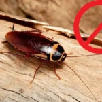 Torakat rakastavat tätä keittiön laitetta – näin pidät ne loitolla!