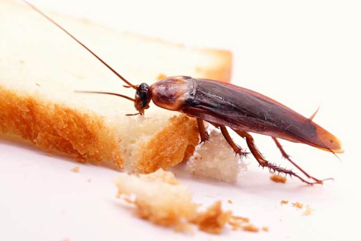 Torakat rakastavat tätä keittiön laitetta – näin pidät ne loitolla!