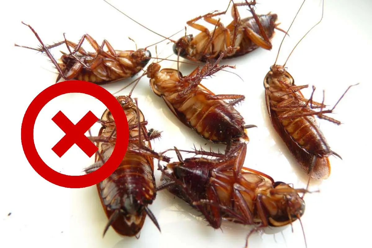 Yksi jääkaapin ainesosa: Näin karkotat torakat keittiöstäsi