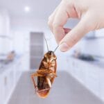 Oregano kodin siivouksessa: Torju torakat ja nauti raikkaasta kodista