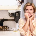 Ei mikroaaltouuni eikä uuni: Tämä kodinkoneesi voi olla täynnä torakoita