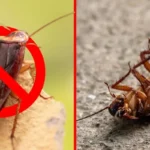 Kuinka poistaa torakat keittiöstäsi vain yhdellä ainesosalla, joka löytyy kotoasi